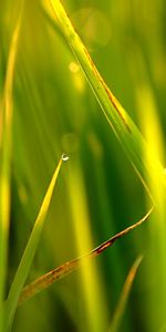 Plants,Grass,Background