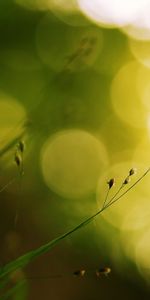 Plants,Grass,Background