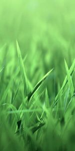 Plants,Grass,Background