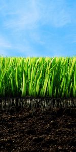 Plants,Grass,Background