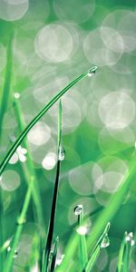 Plants,Grass,Background,Drops