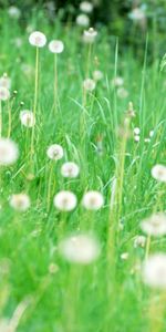 Plants,Grass,Dandelions