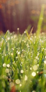 Plants,Grass,Drops