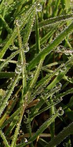 Plants,Grass,Drops