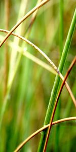 Plants,Grass,Drops