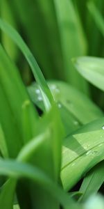 Plants,Grass,Drops