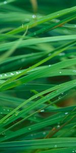 Plants,Grass,Drops