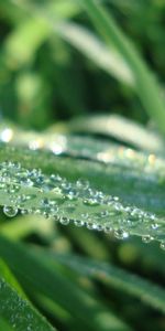 Plants,Grass,Drops