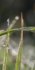 Plants,Grass,Drops