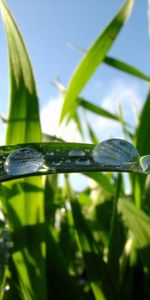 Plants,Grass,Drops