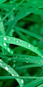 Plants,Grass,Drops