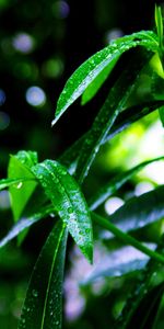 Plants,Grass,Drops