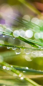 Plants,Grass,Drops