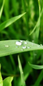 Plants,Grass,Drops