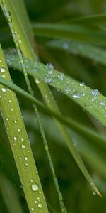 Plants,Grass,Drops