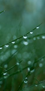 Plants,Grass,Drops