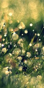 Plants,Grass,Drops,Background