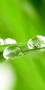 Plants,Grass,Drops,Background