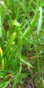 Herbe,Plantes,Grasshoppers,Insectes