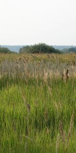 Plantes,Herbe,Paysage