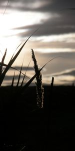 Plantes,Herbe,Paysage,Coucher De Soleil