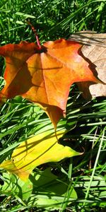 Plantes,Herbe,Feuilles