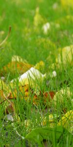 Plants,Grass,Leaves