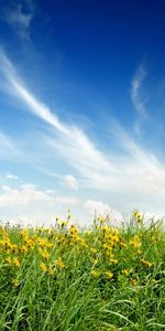 Herbe,Sky,Plantes,Paysage