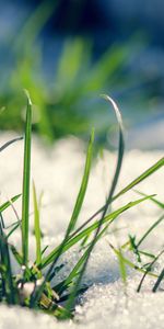 Plants,Grass,Snow