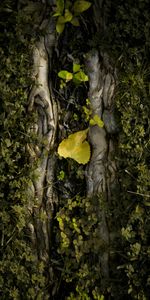 Naturaleza,Hierba,Madera,Hoja,Árbol,Sábana,Plantas