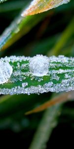 Plantas,Hielo