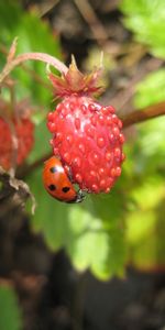 Plantas,Fresa,Mariquitas,Bayas,Insectos