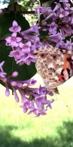 Plantas,Insectos,Mariposas