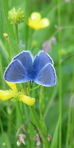 Flores,Plantas,Mariposas,Insectos