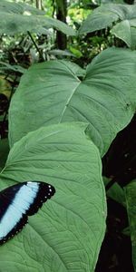 Hojas,Plantas,Mariposas,Insectos