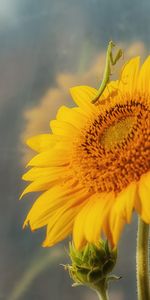 Plants,Insects,Sunflowers