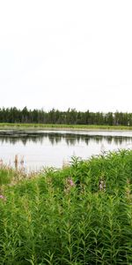 Plants,Landscape