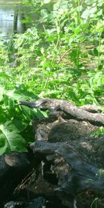 Plants,Landscape