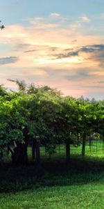 Plants,Landscape