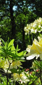 Plants,Landscape