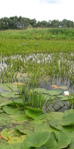 Plants,Landscape