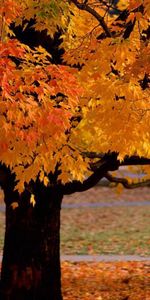 Plantas,Paisaje,Otoño,Árboles