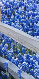 Plants,Landscape,Flowers