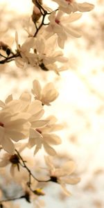 Plants,Landscape,Flowers