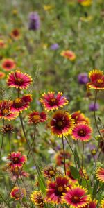 Plants,Landscape,Flowers