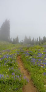 Plants,Landscape,Flowers