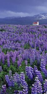 Plants,Landscape,Flowers,Grass,Heather