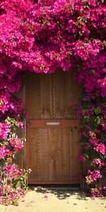 Plants,Landscape,Flowers,Houses