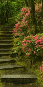 Plantas,Paisaje,Flores,Escaleras