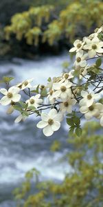 Plantes,Rivières,Fleurs,Paysage